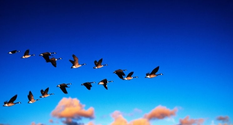 geese in a V-formation